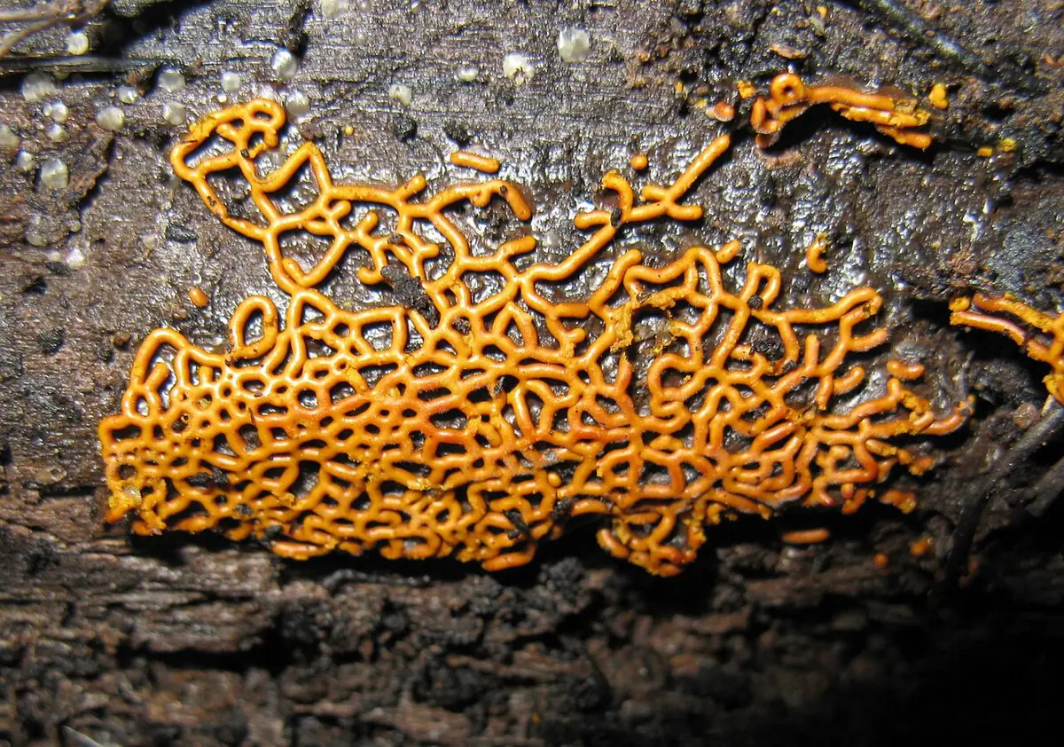 Zapletka czołgaczek (Hemitrichia serpula) — zdjęcie 1 z 4