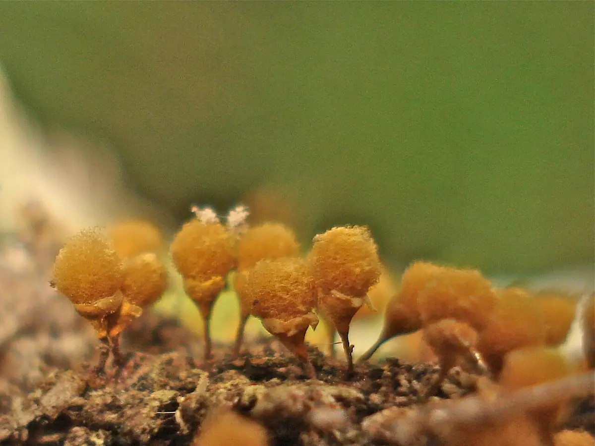 Zapletka kieliszkowata (Hemitrichia calyculata) — zdjęcie 1 z 4