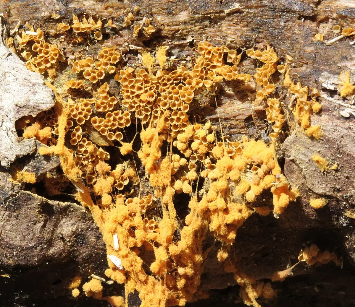Zapletka maczugowata (Hemitrichia clavata) — zdjęcie 1 z 4