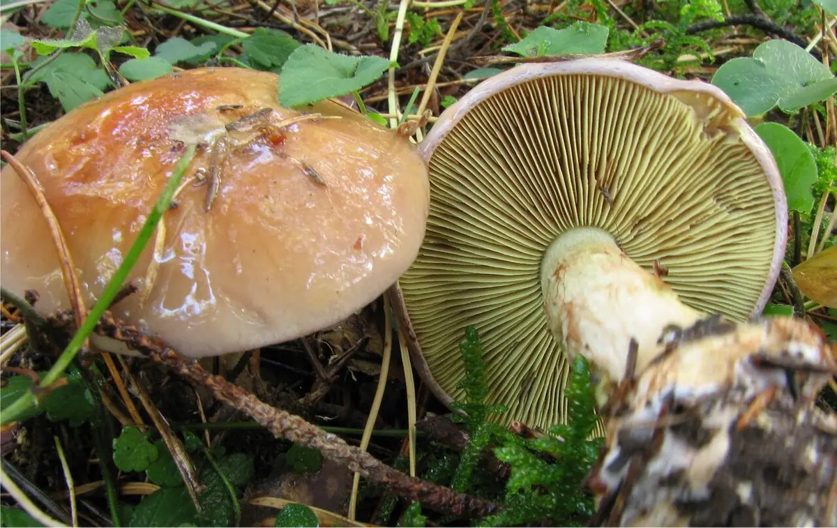 Zasłonak anyżkowy (Cortinarius odorifer) — zdjęcie 1 z 4