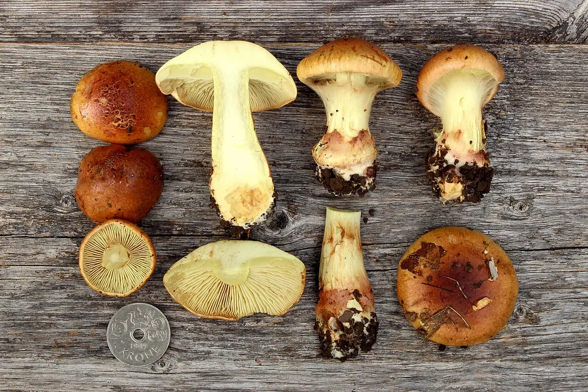 Zasłonak bananowy (Cortinarius nanceiensis)