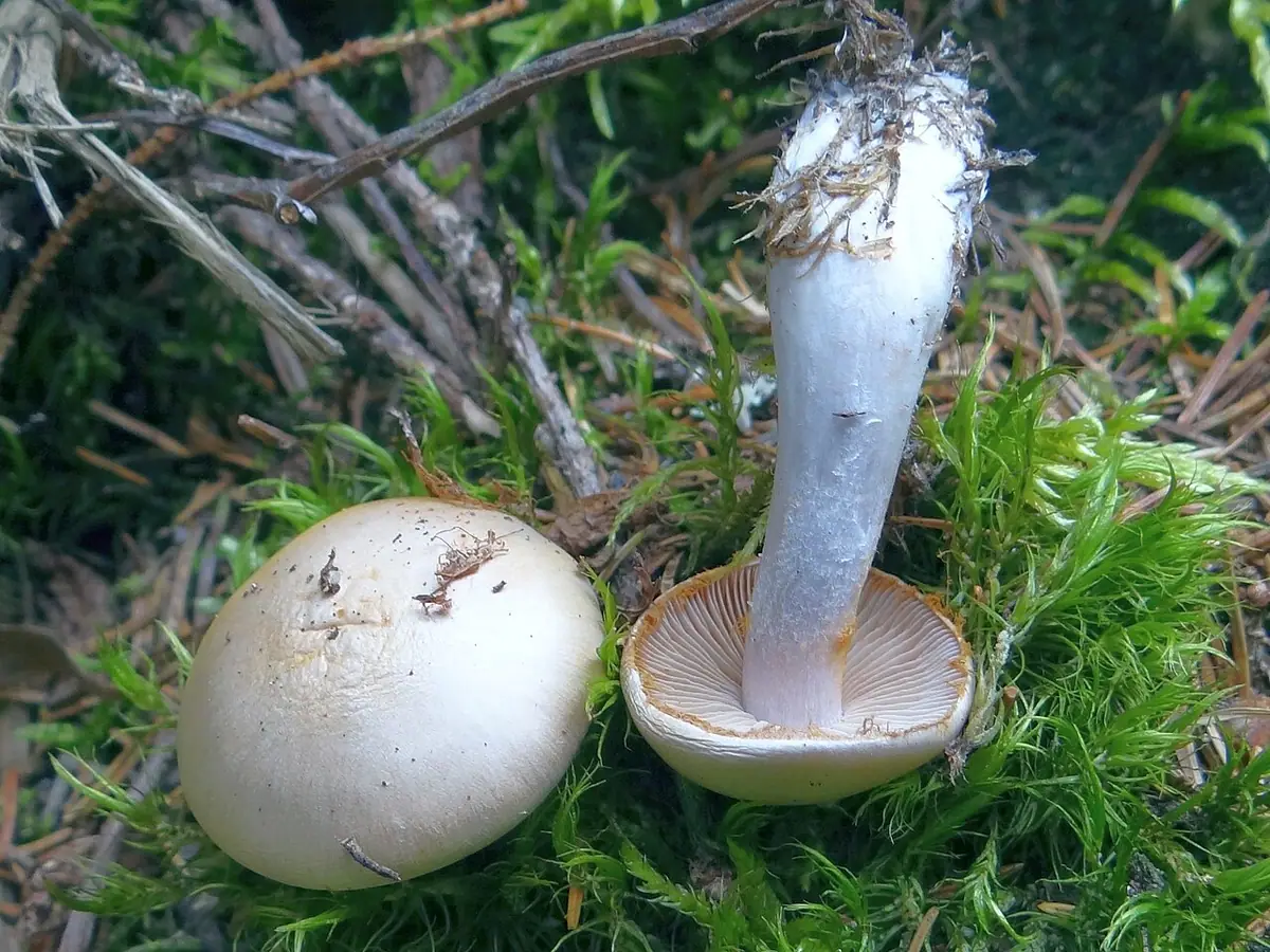 Zasłonak białawy, siwy (Cortinarius caesiostramineus)