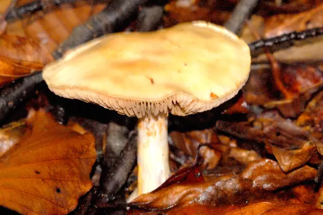 Zasłonak biały (Cortinarius eburneus) — zdjęcie 1 z 3
