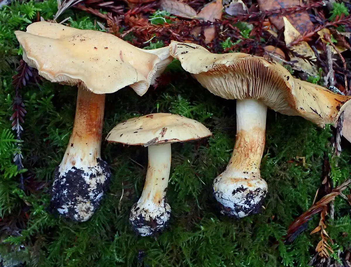 Zasłonak bladoochrowy (Cortinarius talus) — zdjęcie 1 z 4