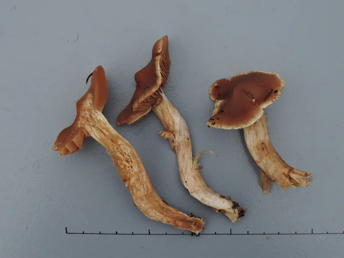 Zasłonak blady (Cortinarius melleopallens) — zdjęcie 1 z 3