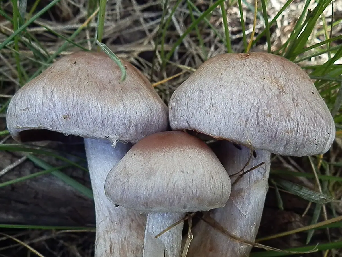 Zasłonak borowikowy (Cortinarius lucorum) — zdjęcie 1 z 4