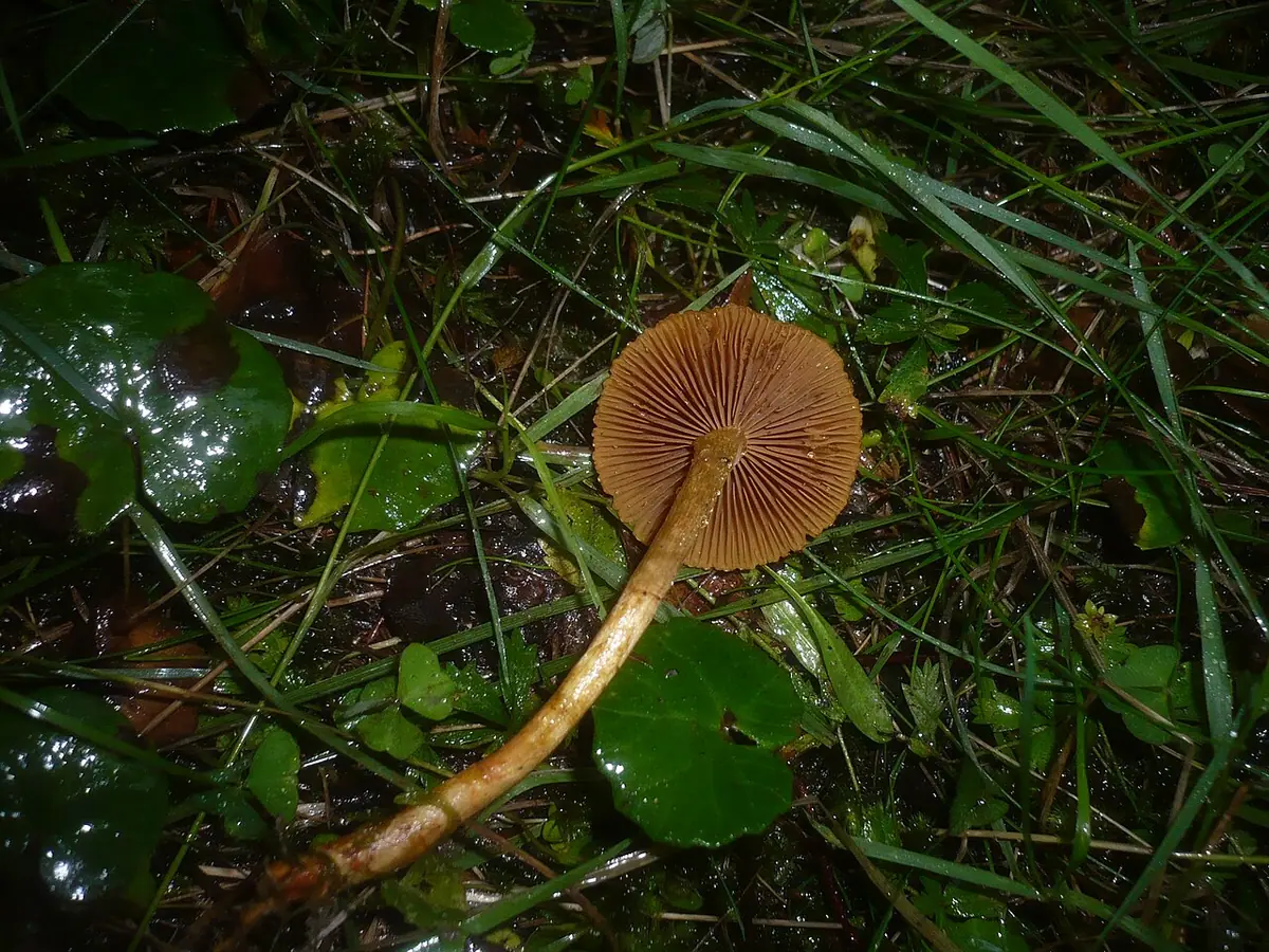Zasłonak brązowooliwkowy (Cortinarius bataillei) — zdjęcie 1 z 4