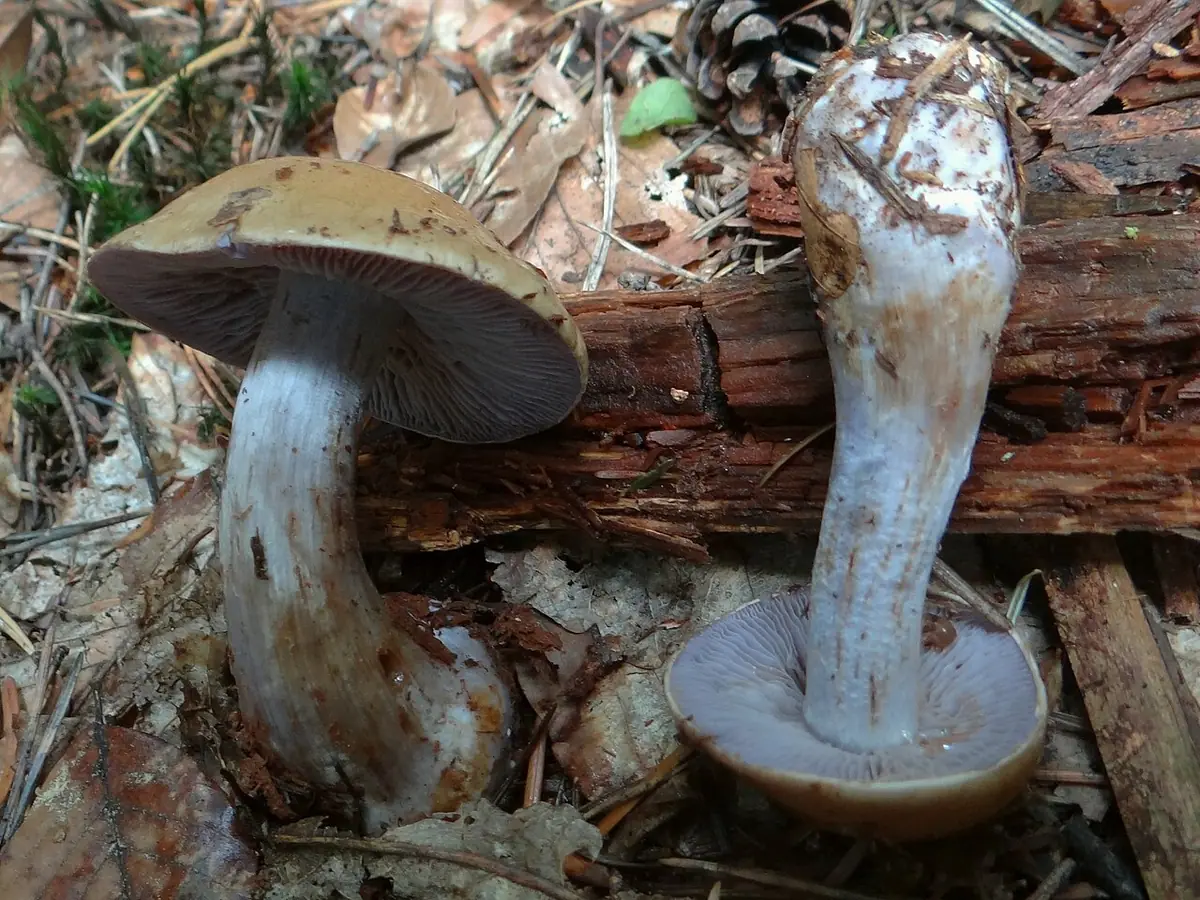 Zasłonak brunatnoplamisty (Cortinarius fulvo-ochrascens) — zdjęcie 1 z 4