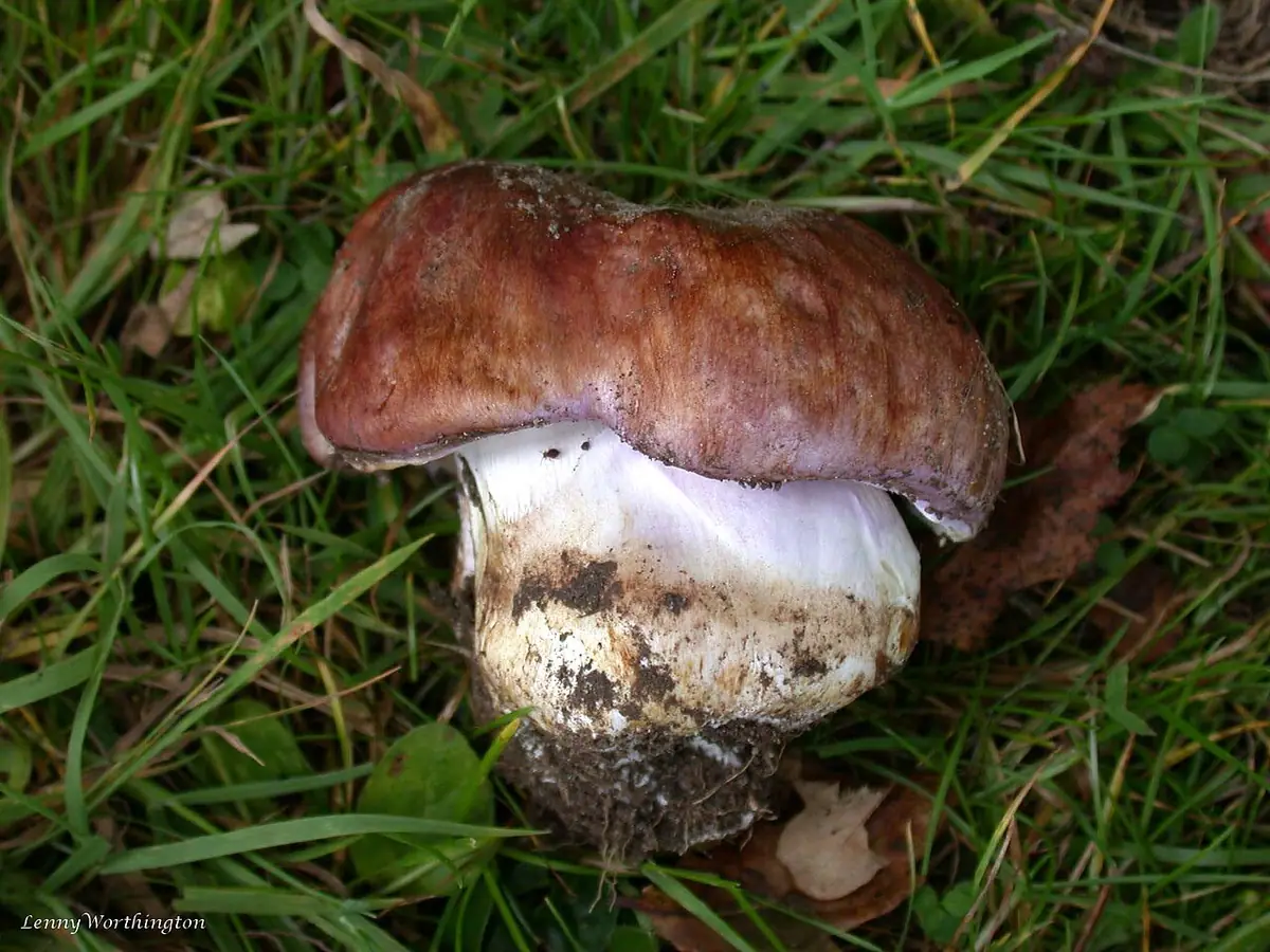 Zasłonak bulwiasty (Cortinarius bulbosus) — zdjęcie 1 z 3