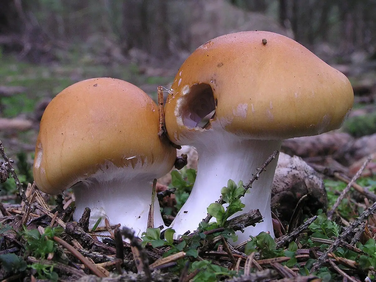 Zasłonak ceglastożółty (Cortinarius varius)