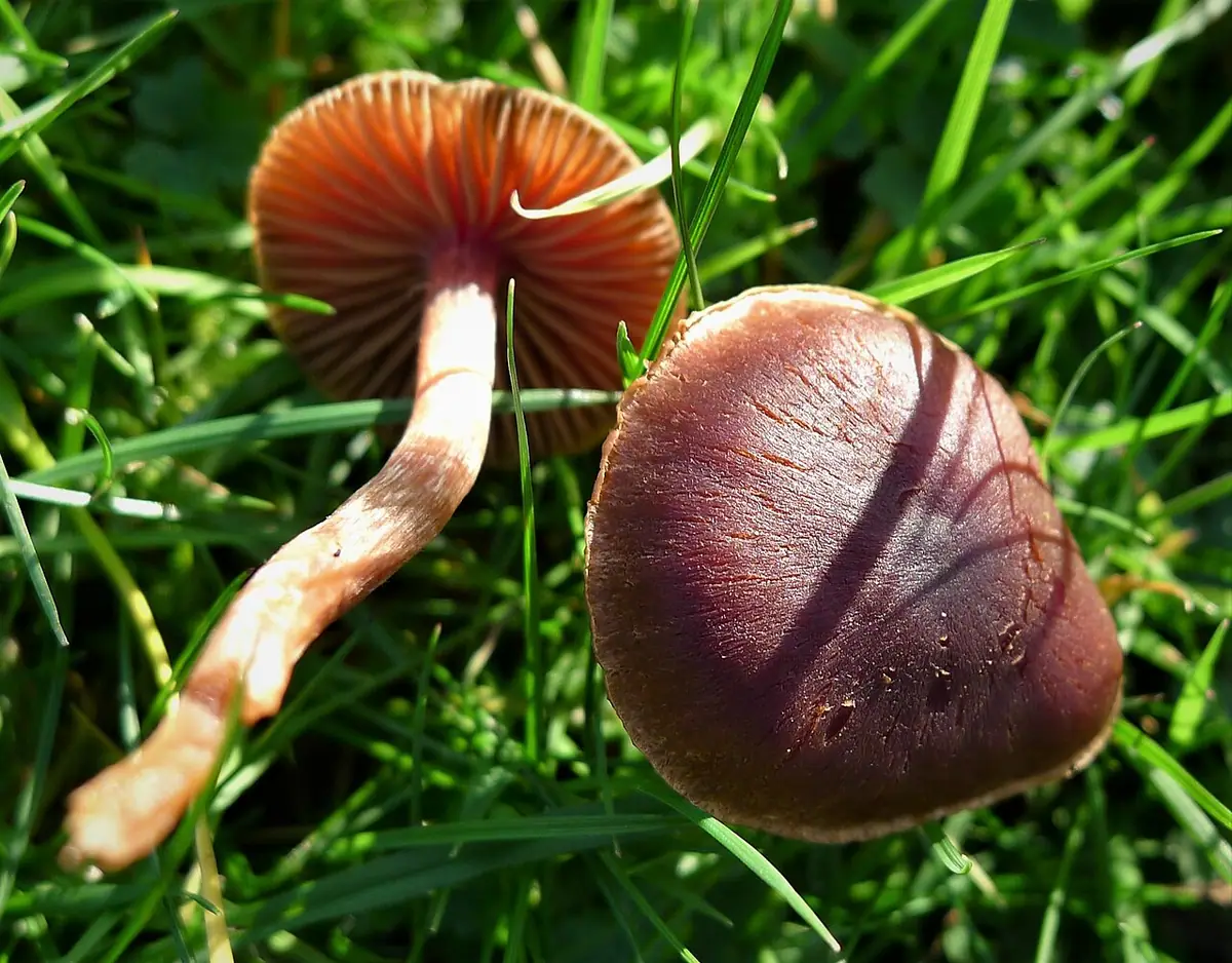 Zasłonak ciemnogłowy (Cortinarius decipiens) — zdjęcie 1 z 4