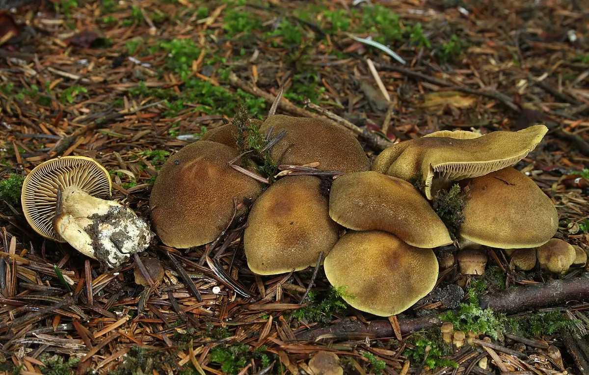 Zasłonak ciemny (Cortinarius melanotus)