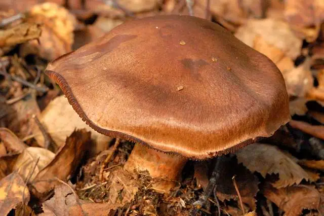 Zasłonak cynamonowy (Cortinarius cinnamomeus) — zdjęcie 1 z 4