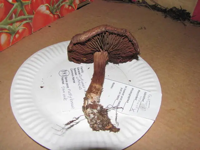 Zasłonak czerniejący (Cortinarius uraceus) — zdjęcie 1 z 3