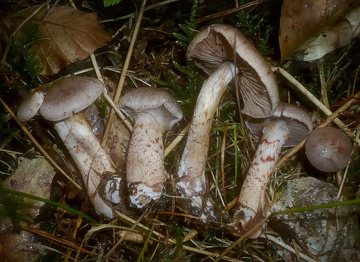 Zasłonak czerwonołuskowaty (Cortinarius spilomeus) — zdjęcie 1 z 4