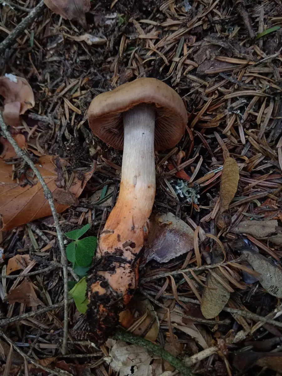 Zasłonak czerwonostopy (Cortinarius colus)