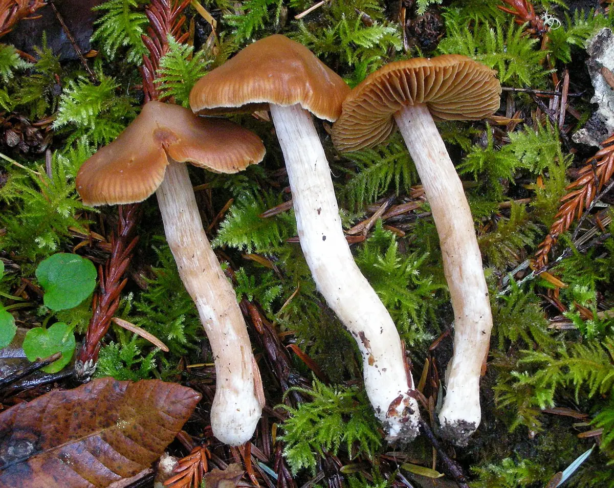 Zasłonak dachówkowaty (Cortinarius obtusus) — zdjęcie 1 z 3