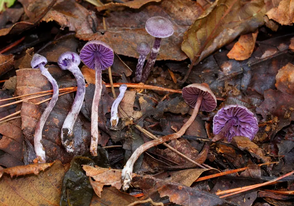 Zasłonak fioletowobrązowy (Cortinarius bibulus) — zdjęcie 1 z 4