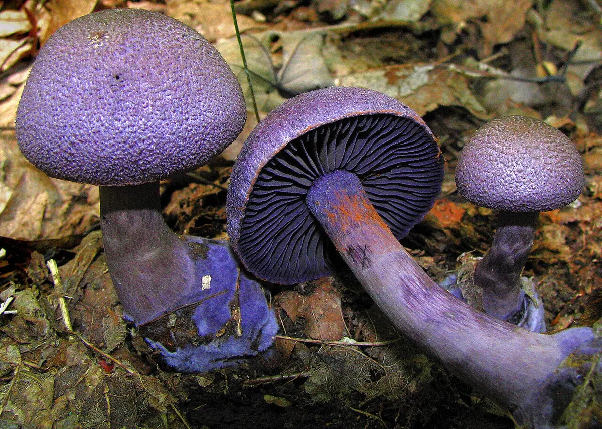 Zasłonak fioletowy (Cortinarius violaceus)