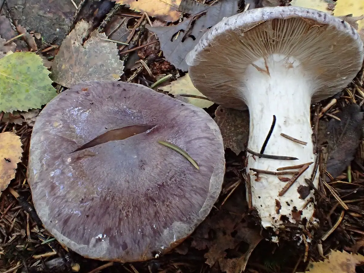 Zasłonak gołąbkowy (Cortinarius cumatilis) — zdjęcie 1 z 2