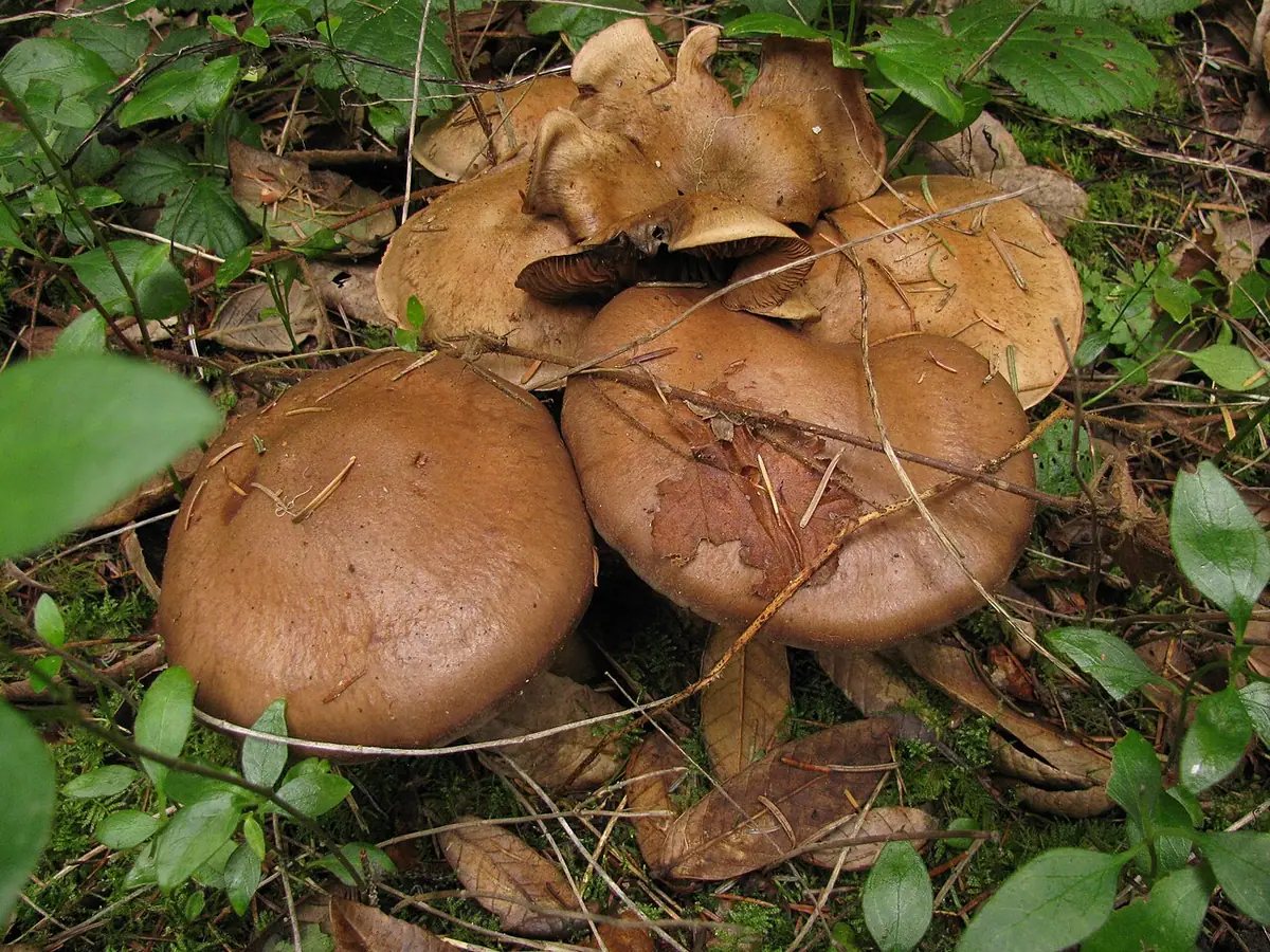 Zasłonak gorzkawy (Cortinarius infractus) — zdjęcie 1 z 4