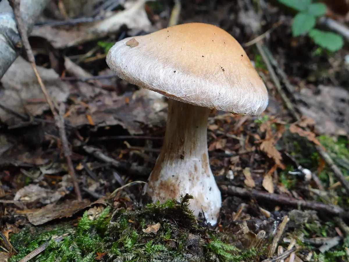Zasłonak grubonogi (Cortinarius bovinus) — zdjęcie 1 z 4