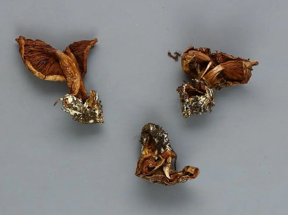 Zasłonak gruczołkowaty (Cortinarius guttatus)