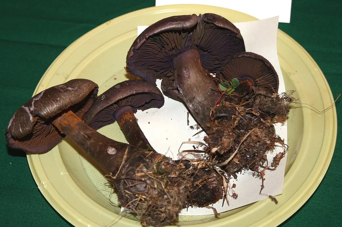 Zasłonak hercyński (Cortinarius hercynicus) — zdjęcie 1 z 4