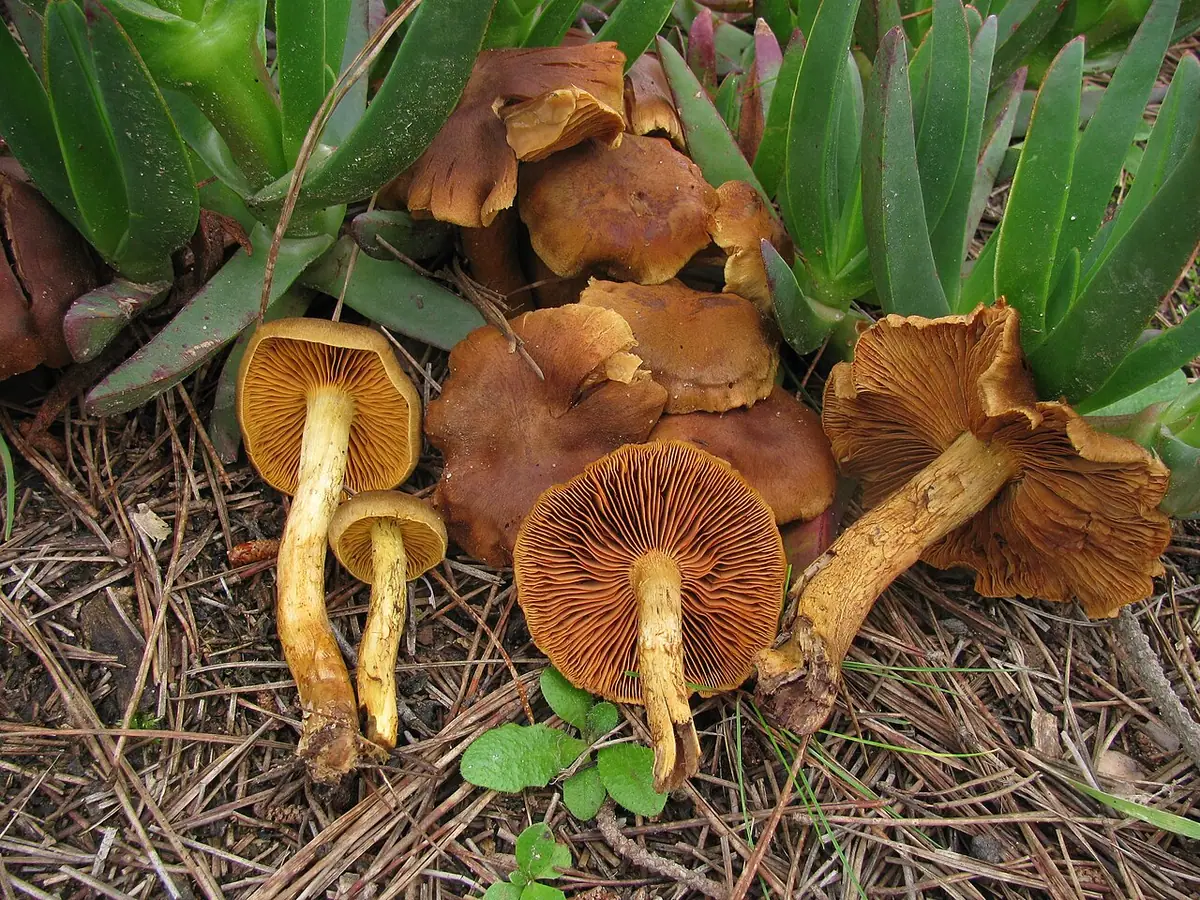 Zasłonak jabłkowaty (Cortinarius malicorius) — zdjęcie 1 z 4