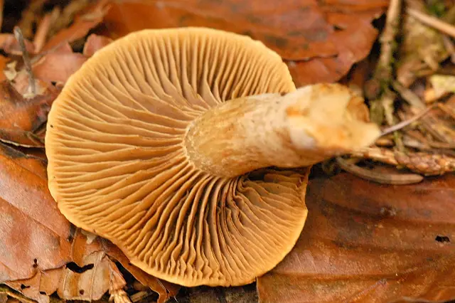 Zasłonak jaskrawy (Cortinarius balaustinus) — zdjęcie 1 z 4