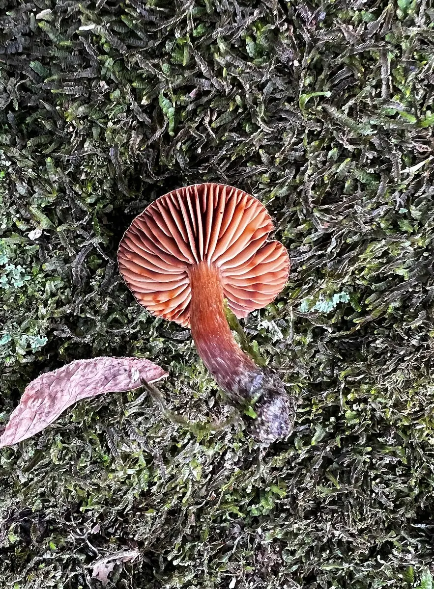 Zasłonak jasnobrązowy (Cortinarius semivestitus) — zdjęcie 1 z 2