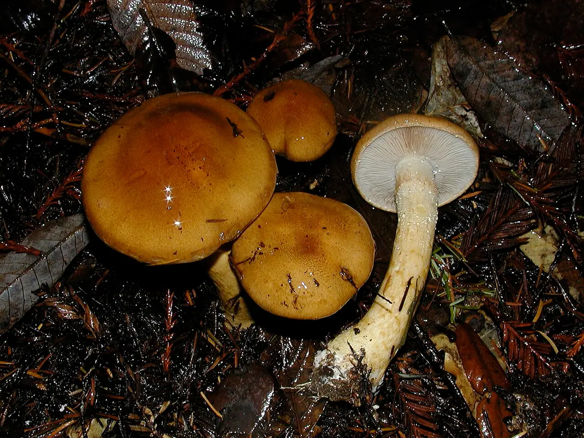Zasłonak kleisty (Cortinarius mucosus) — zdjęcie 1 z 4