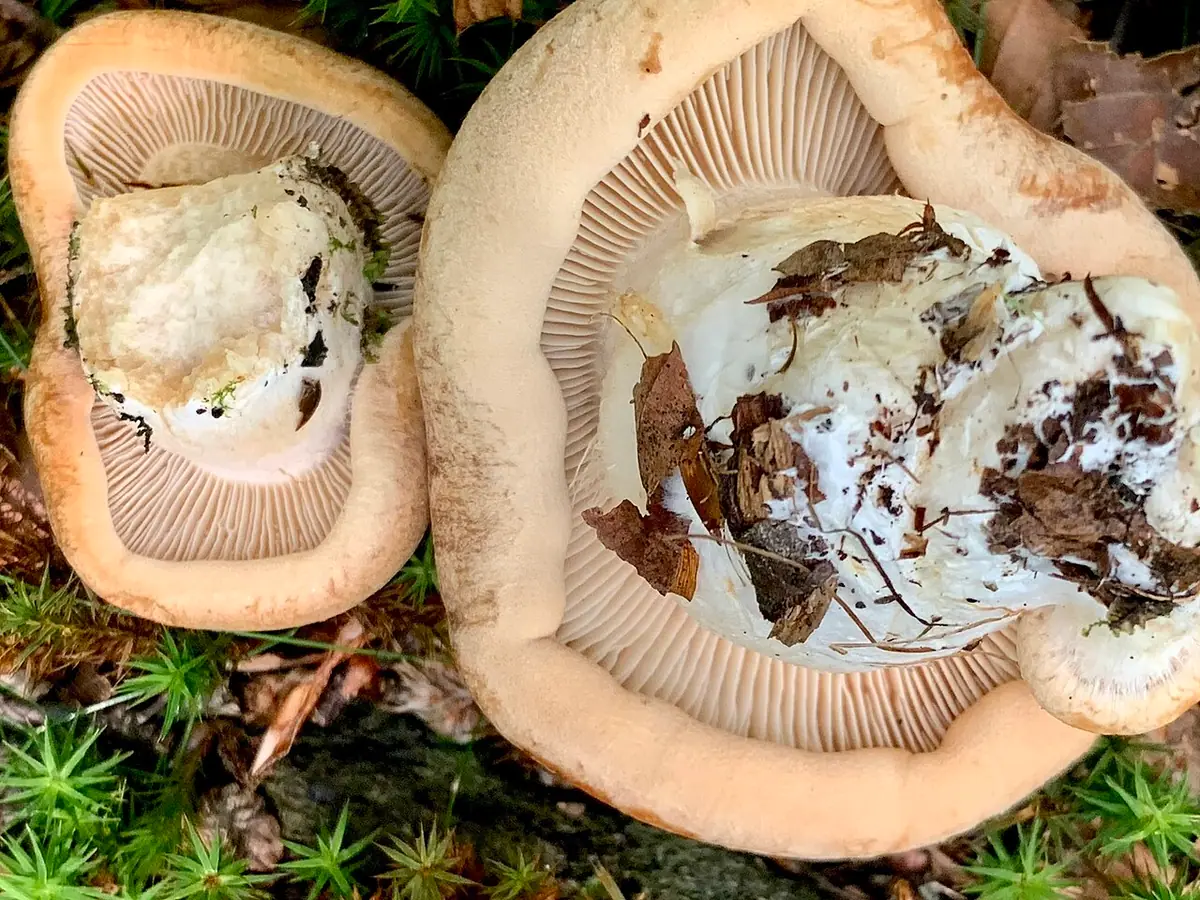 Zasłonak krępy (Cortinarius crassus) — zdjęcie 1 z 4
