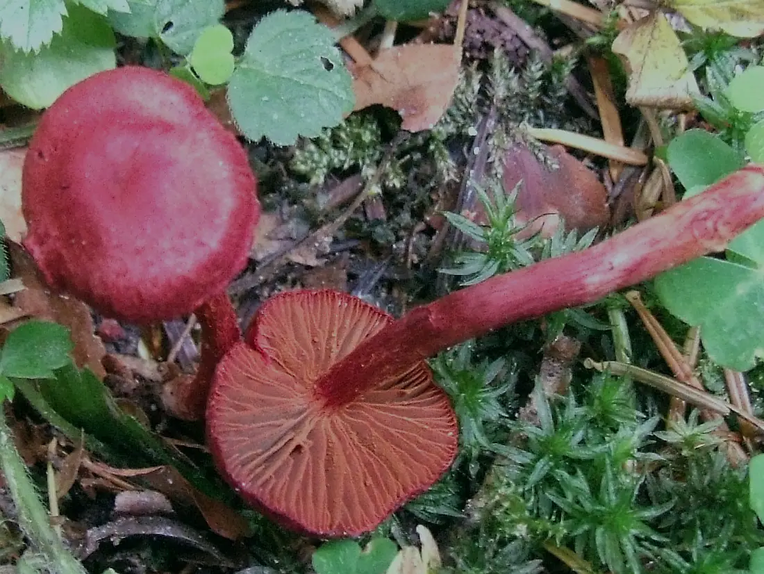 Zasłonak krwisty (Cortinarius sanguineus) — zdjęcie 1 z 4