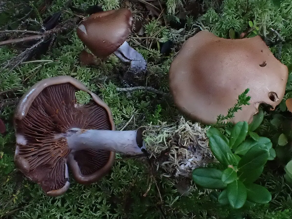 Zasłonak liliowobrązowy (Cortinarius simulatus)