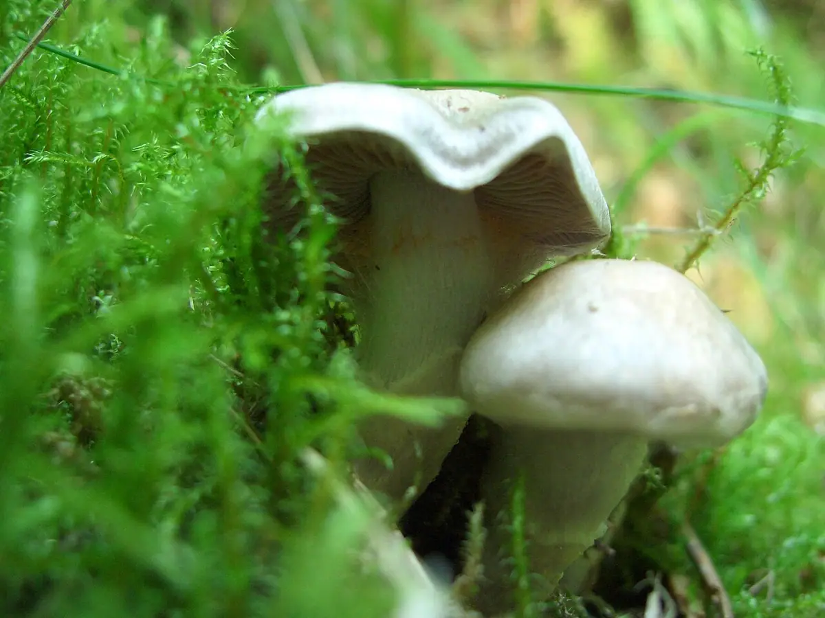 Zasłonak liliowy (Cortinarius alboviolaceus) — zdjęcie 1 z 4