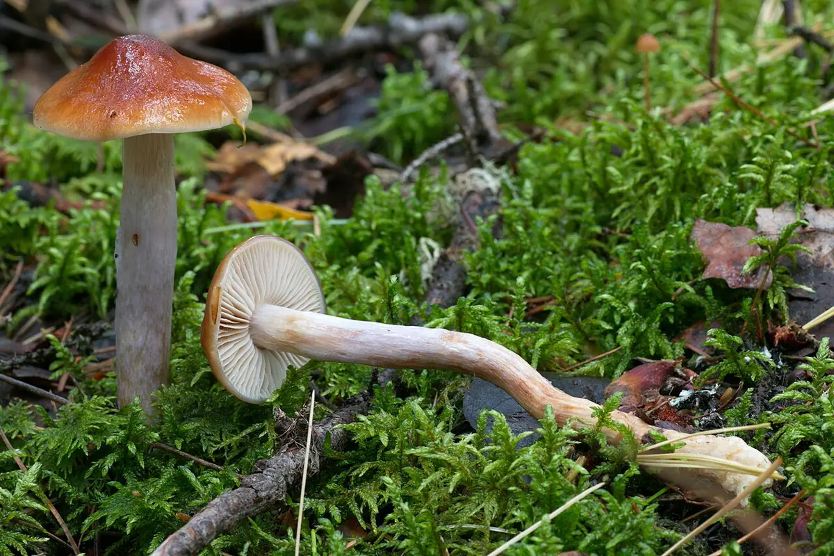 Zasłonak łzawy (Cortinarius stillatitius)