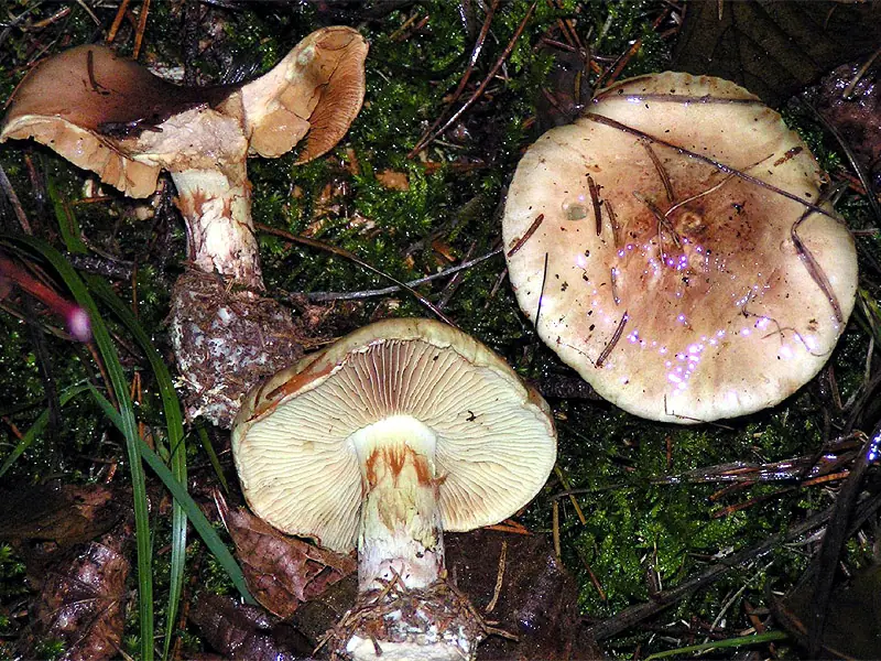 Zasłonak majerankowy (Cortinarius percomis) — zdjęcie 1 z 4