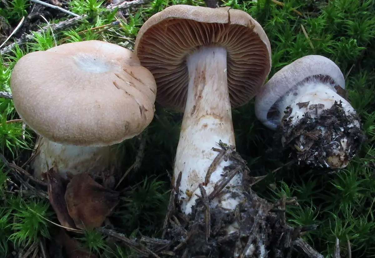 Zasłonak malachitowy (Cortinarius malachius) — zdjęcie 1 z 4