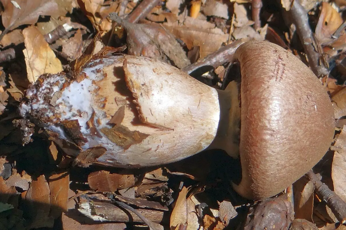 Zasłonak modrordzawy (Cortinarius balteatocumatilis) — zdjęcie 1 z 4