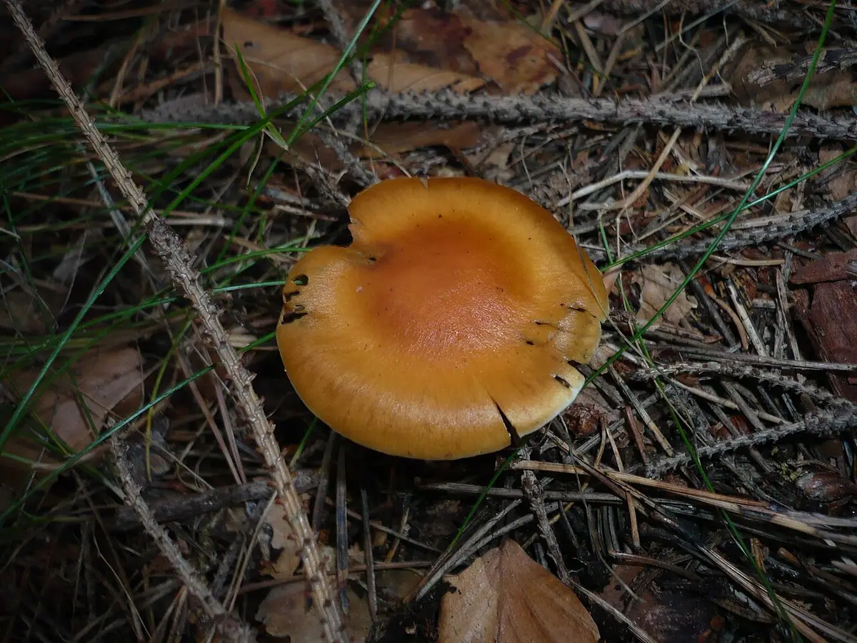 Zasłonak morelowy (Cortinarius armeniacus) — zdjęcie 1 z 4