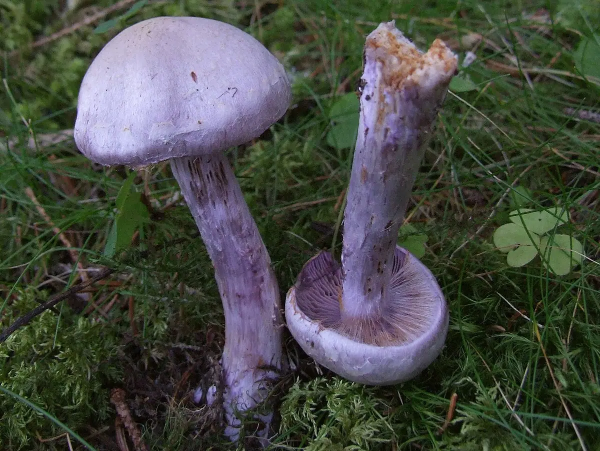 Zasłonak niebieskawy (Cortinarius agathosmus) — zdjęcie 1 z 2