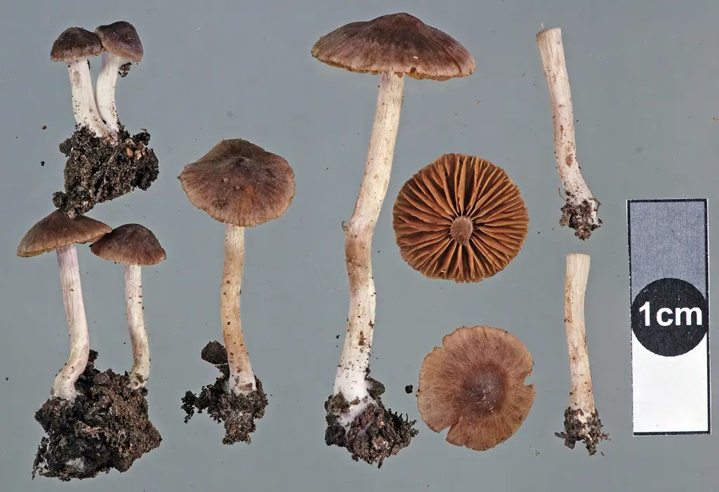 Zasłonak niebieskomiąższowy (Cortinarius saturninus) — zdjęcie 1 z 2