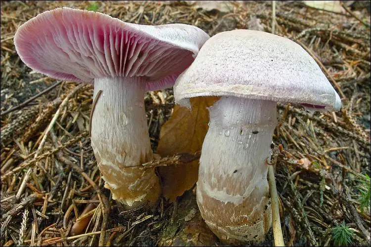 Zasłonak odrażający (Cortinarius camphoratus)