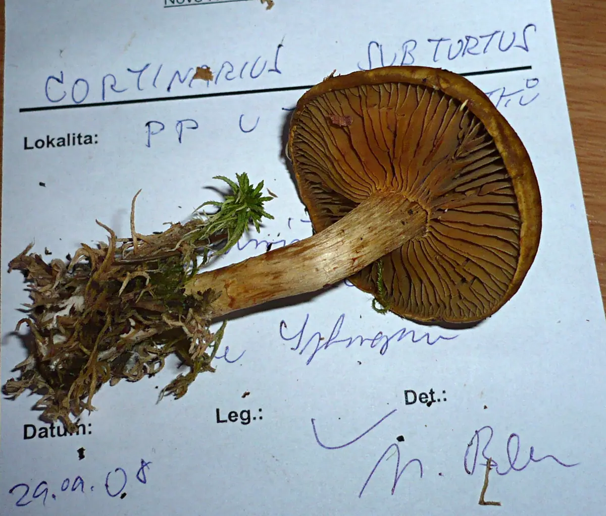 Zasłonak oliwkowoochrowy (Cortinarius subtortus) — zdjęcie 1 z 4
