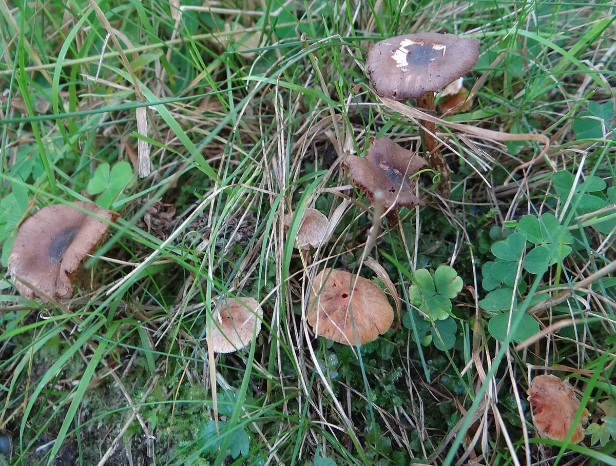 Zasłonak olszynowy (Cortinarius alnetorum) — zdjęcie 1 z 2