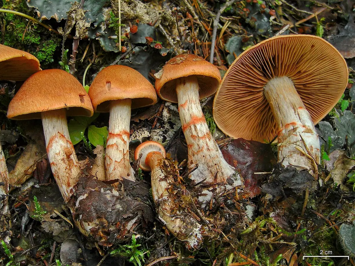 Zasłonak osłonięty (Cortinarius armillatus)