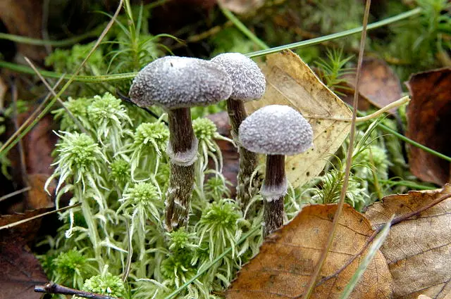 Zasłonak oszroniony (Cortinarius hemitrichus) — zdjęcie 1 z 4