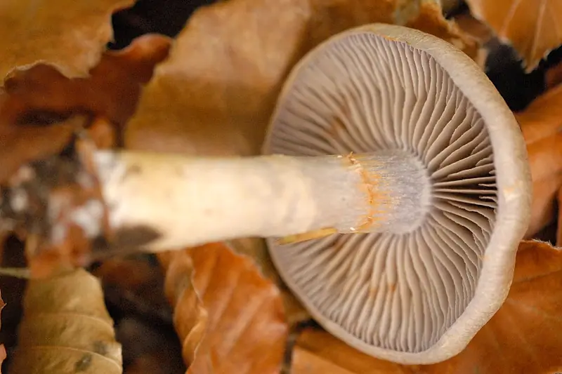 Zasłonak pachnący (Cortinarius torvus) — zdjęcie 1 z 4