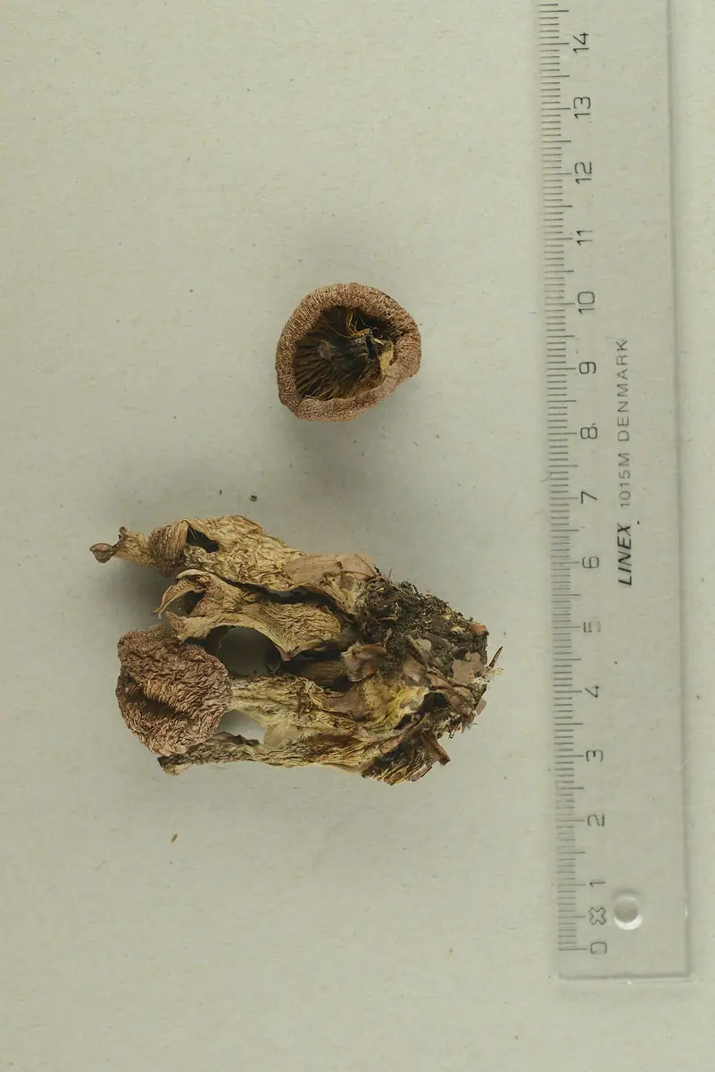 Zasłonak pękaty (Cortinarius turgidus)